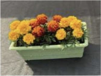 ペットボトルキャップをリサイクルしたプランターに植えたマリーゴールドの寄せ植え