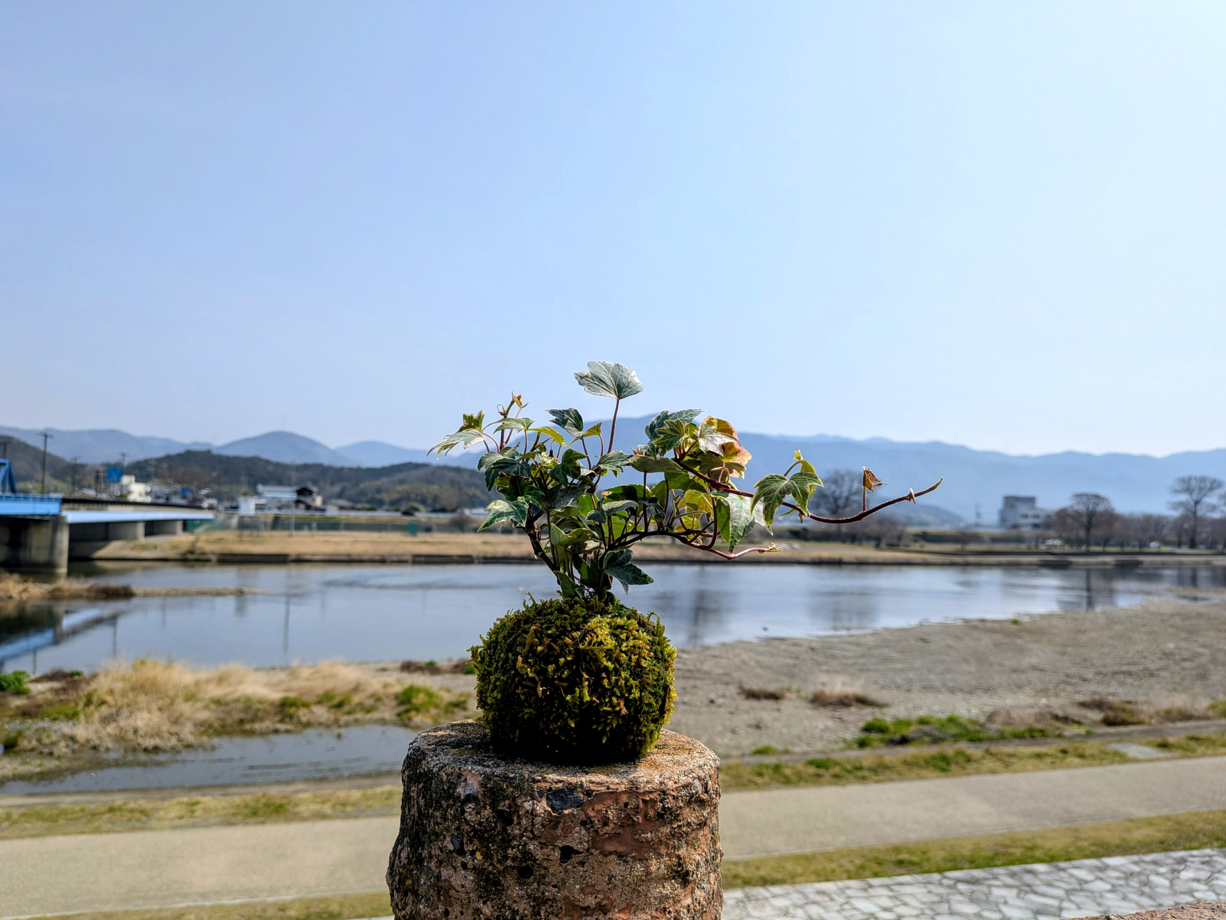 苔moss 苔玉