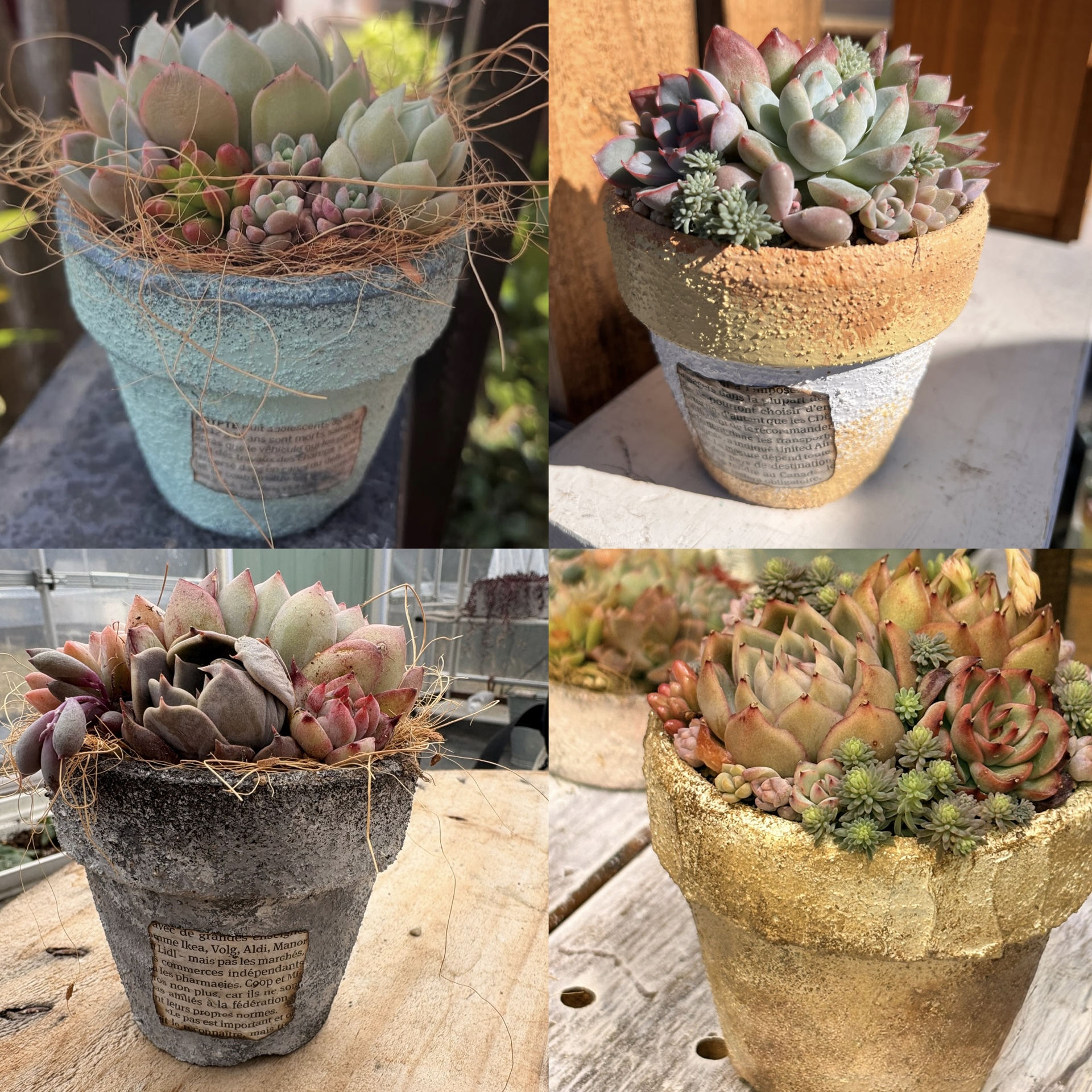 mgrün 多肉植物の寄せ植え